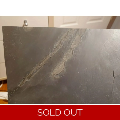 Bargain Rare Palaeoisopus Problematicus Bundenbach Fossil Arthropod